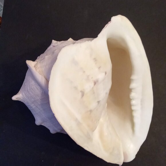 Huge CASSIS CORNUTA Horned Queen Helmet Conch Sea Shell painted blush pink 8x10" - Picture 7 of 8